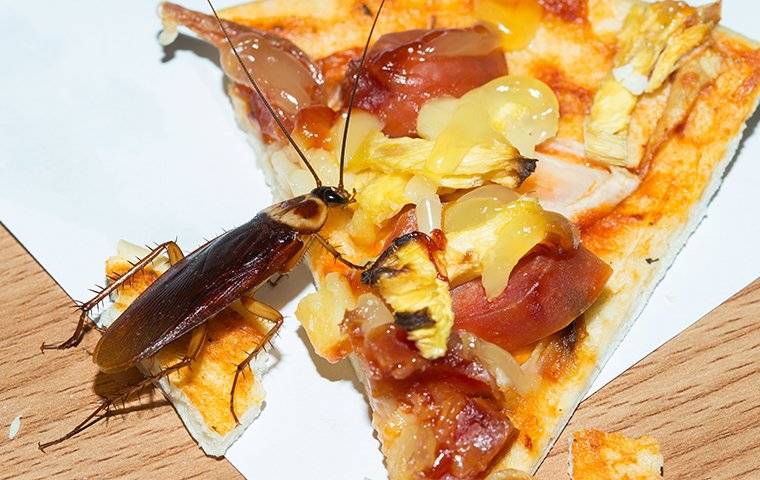 Cockroach eating pizza