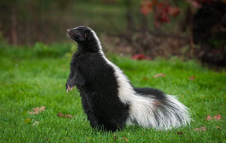 skunk standing up on its back legs 1