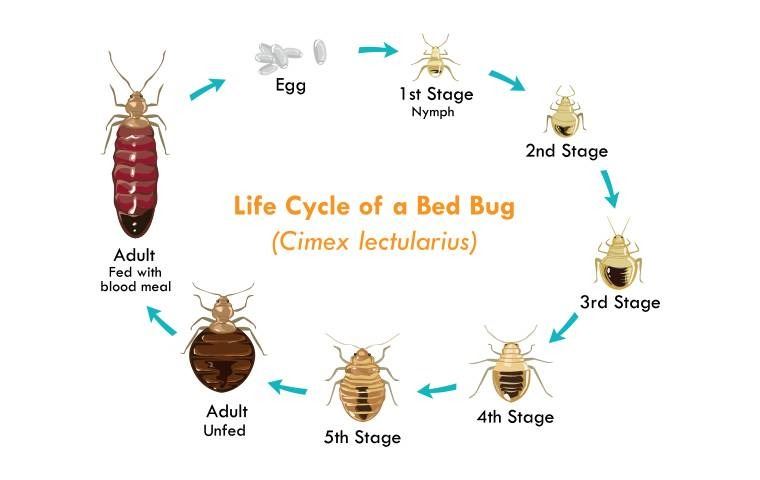 Life Cycle Of A Bed Bug