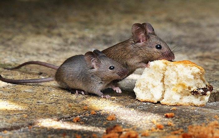Mice eating bread
