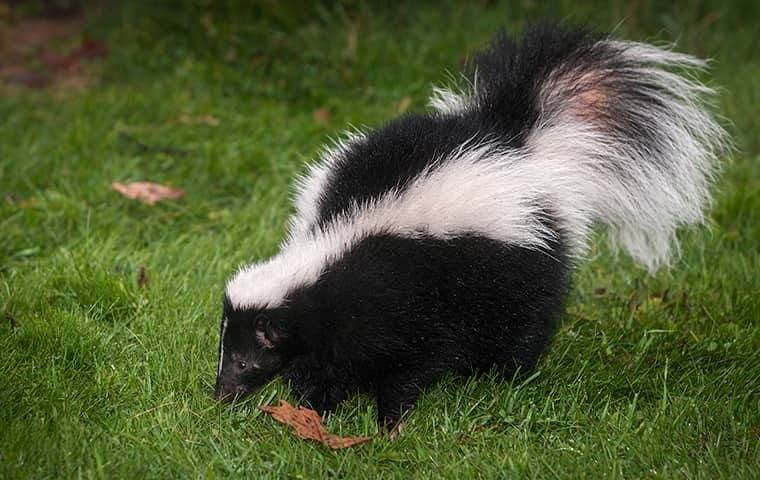 A Skunk In The Grass