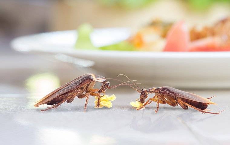 Cockroaches By Plate Of Food
