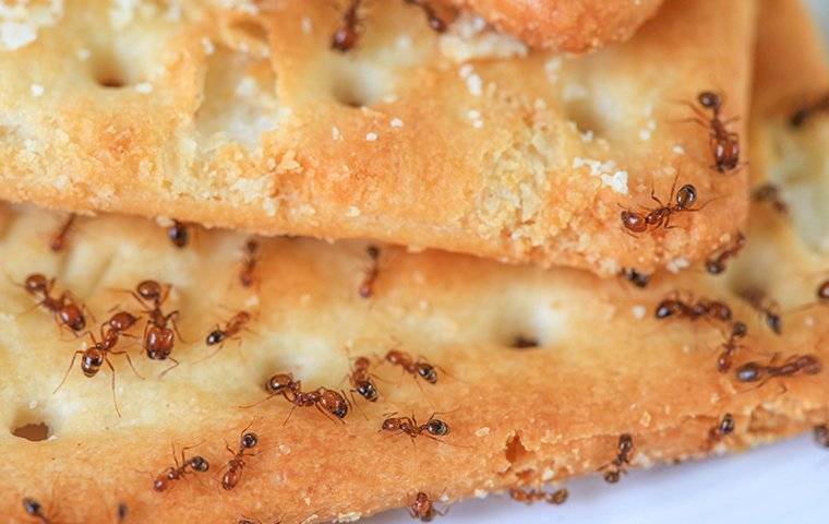Ants on bread