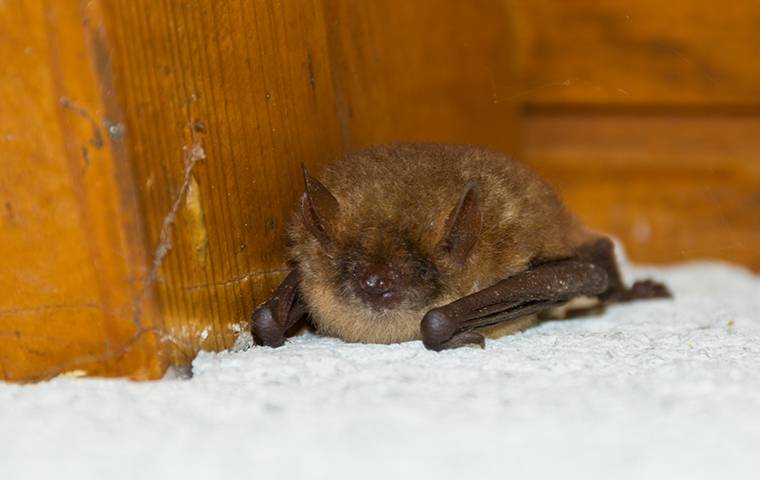 Bat in the house