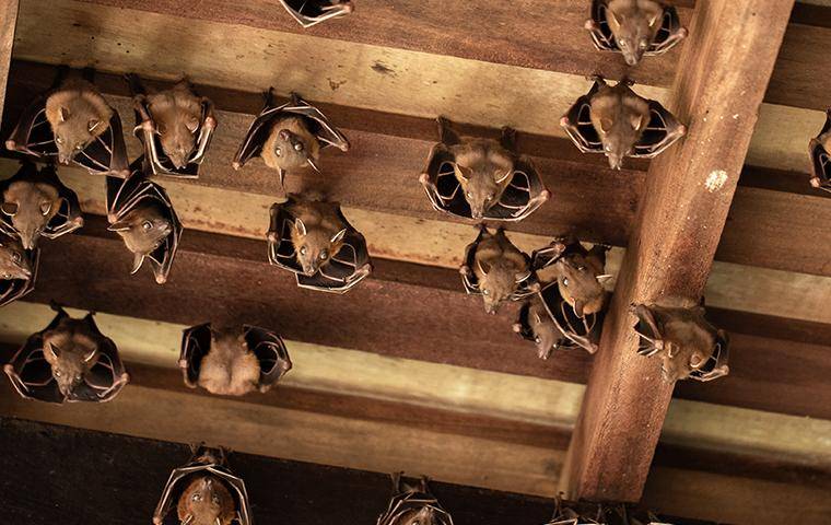 bats in an attic 2