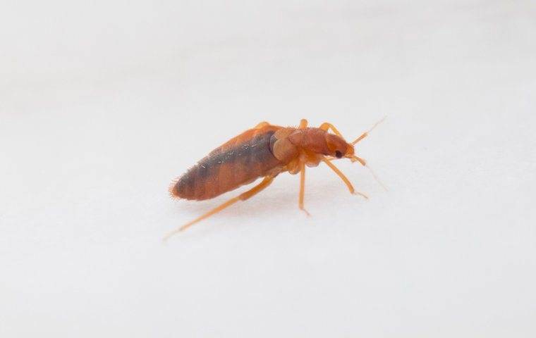 bed bug on white