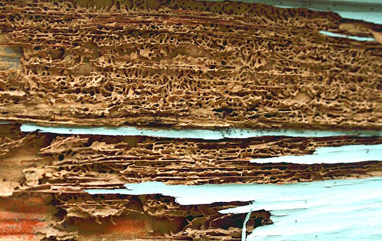 drywood termite