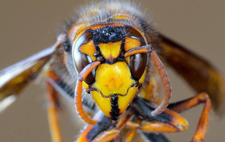hornets face close up