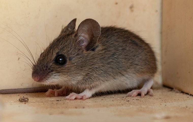 Mouse In A House
