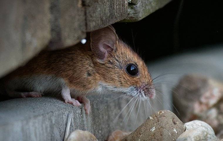 House Mouse Under A Rock