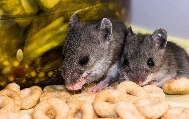 Mice Eating Food in A House