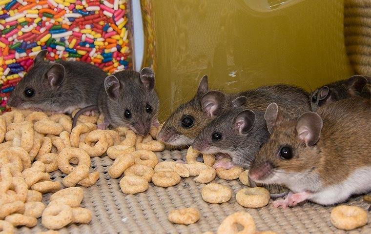 Mice eating cereals