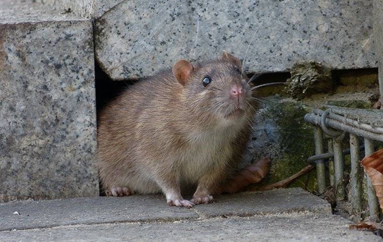norway rat crawling out of a hole 2