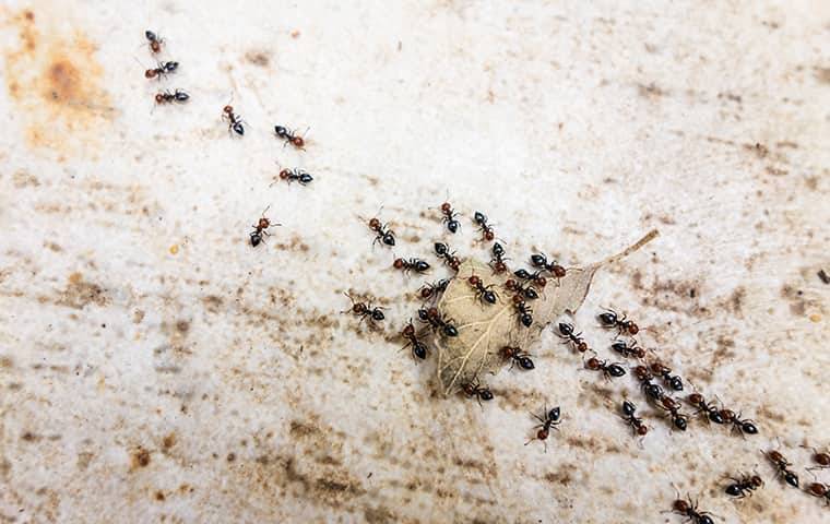 Crawling pavement ants