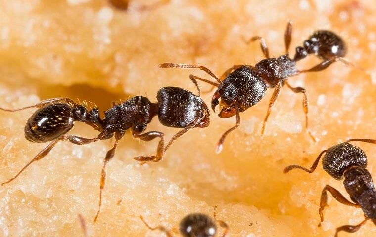 pavement ants