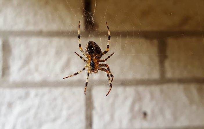Spider hanging on a spider web
