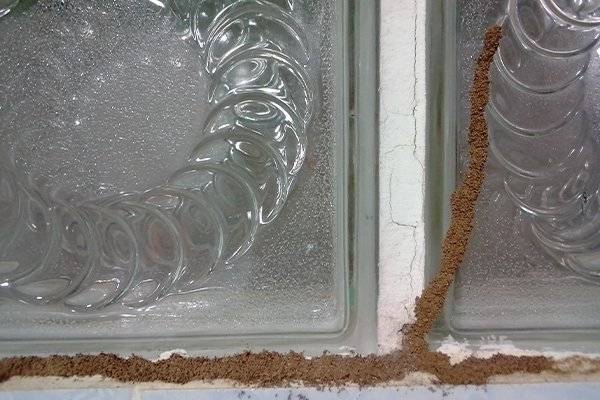 termite mud tube on a window
