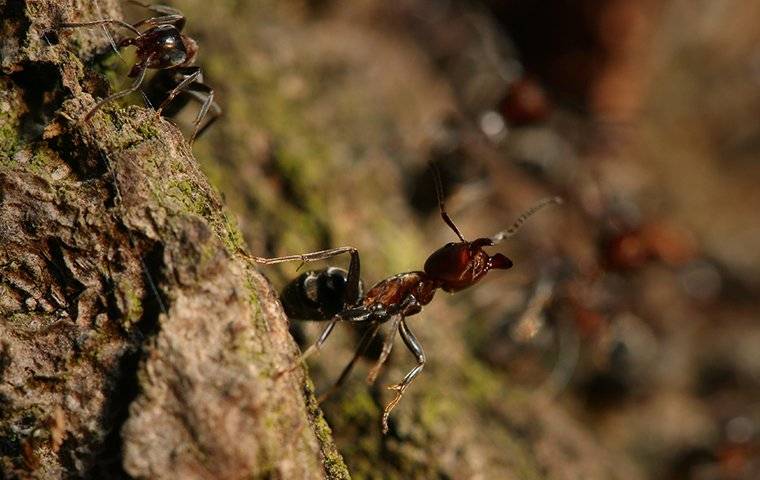 ant-on-the-bark-of-a-tree