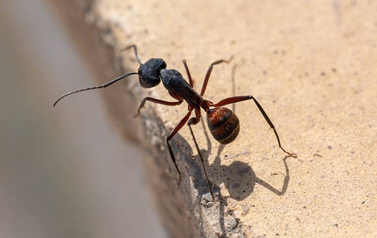 ant-on-the-edge-of-a-cement-block