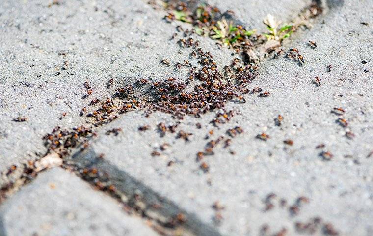 ants-all-over-a-side-walk-2