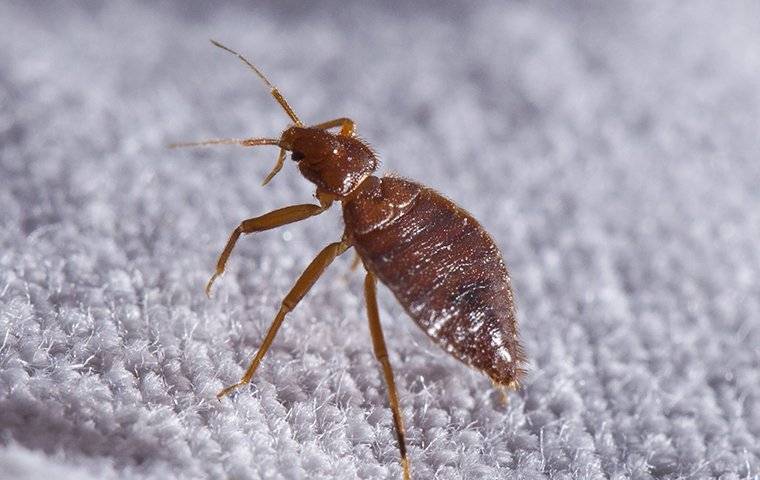 bed-bug-crawling-on-fabric
