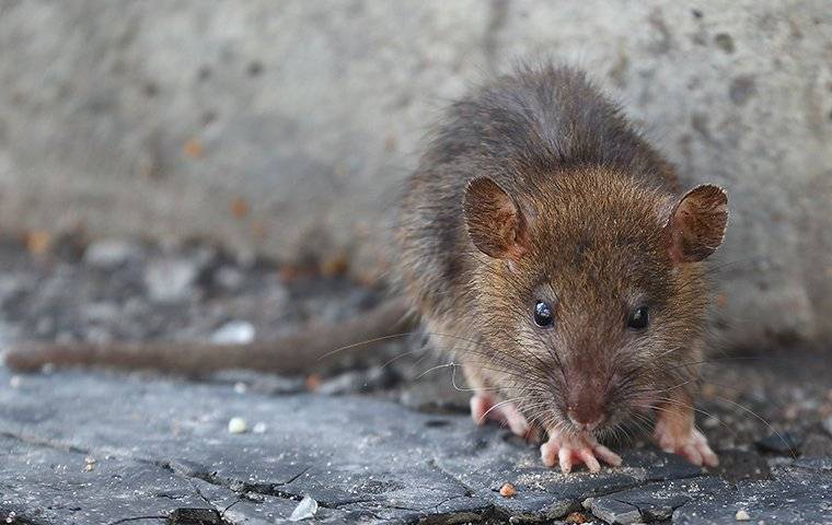 brown-rat-near-home-foundation
