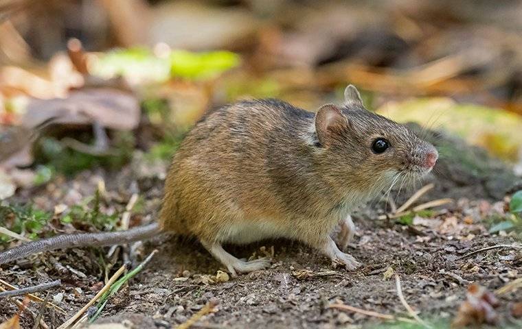 house-mouse-foraging