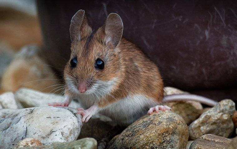 house-mouse-on-rocks-2 