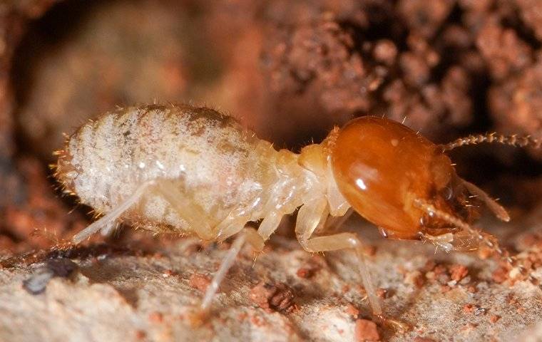 termite-crawling-on-wood-3