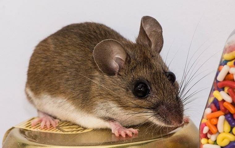 How to Keep Mice Away From Your Home