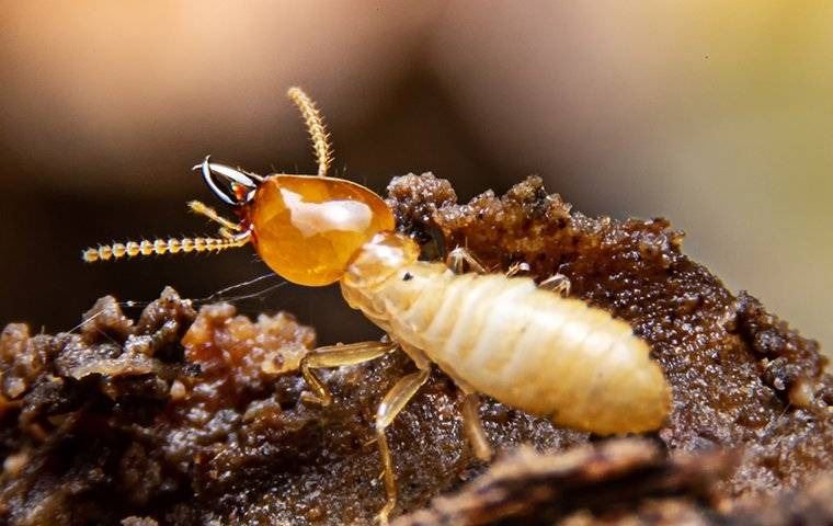 Termite On Rotten Wood