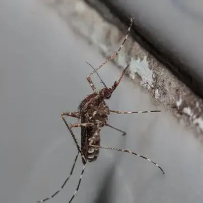 aedes-sollicitans-mosquito