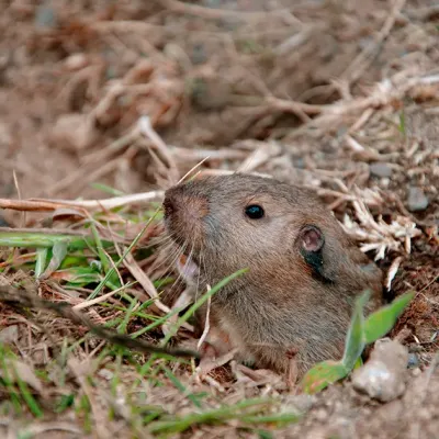 gopher-in-hole