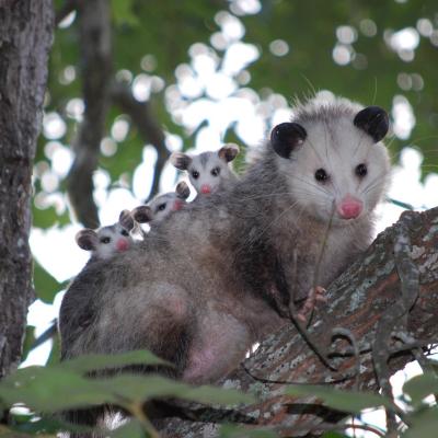 opossum with babies
