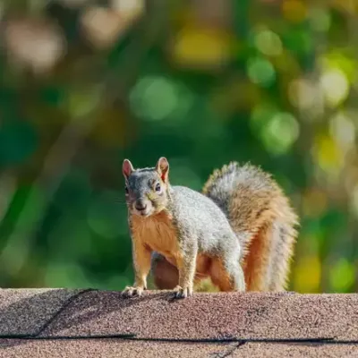 squirrel_on_roof