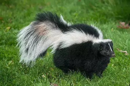 skunk