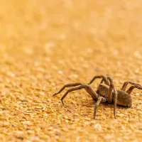 spider