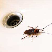 cockroach