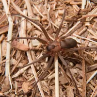brown recluse