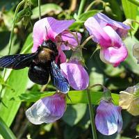 carpenter bee