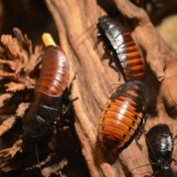 cockroaches