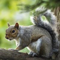 Gray Squirrel