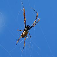 golden silk orb