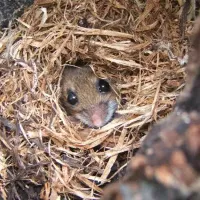 mouse