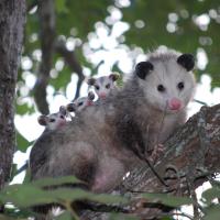 opossum with babies