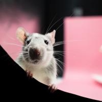 mice