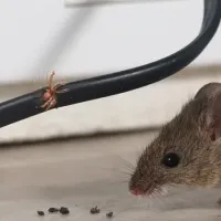 rodent damage