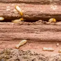 termites
