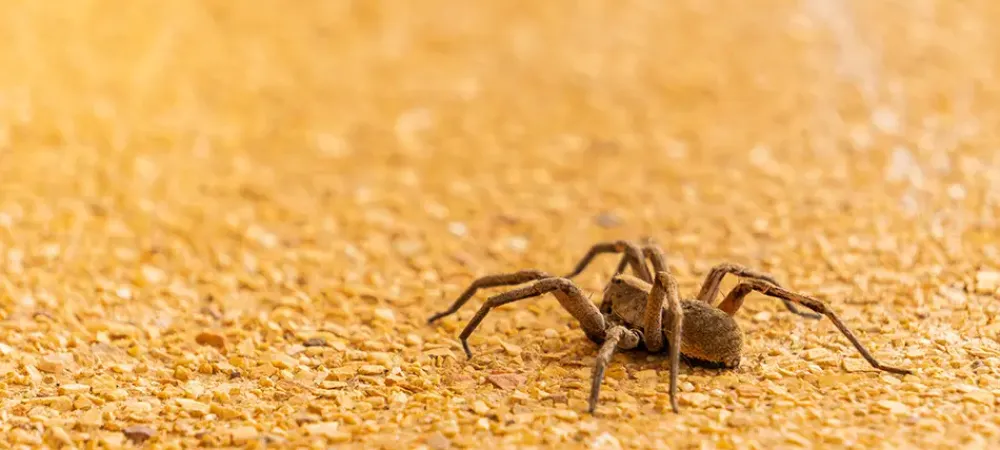 spider