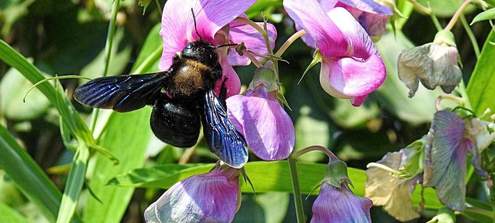 carpenter bee